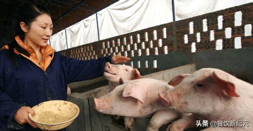 网友爆料猪场事件视频  第1张